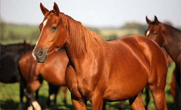 Karabakh horses