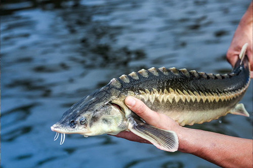 Baku Fishing Tour