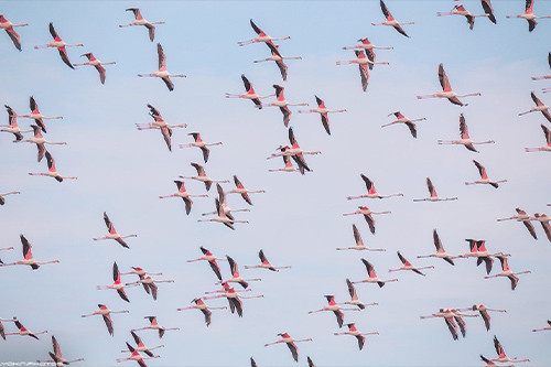 Gobustan and Shirvan National Park Tour