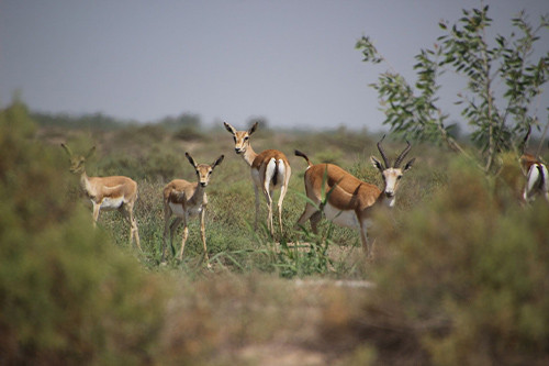 Gobustan and Shirvan National Park Tour