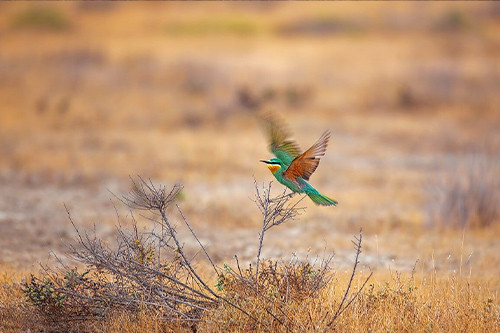 Gobustan and Shirvan National Park Tour