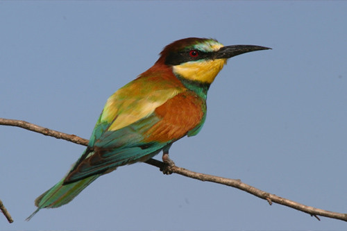 Gobustan and Shirvan National Park Tour