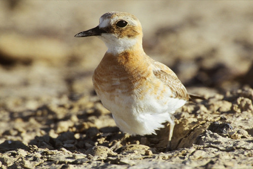 Gobustan and Shirvan National Park Tour