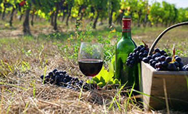 Winemaking In Azerbaijan. History, Traditions (2024)