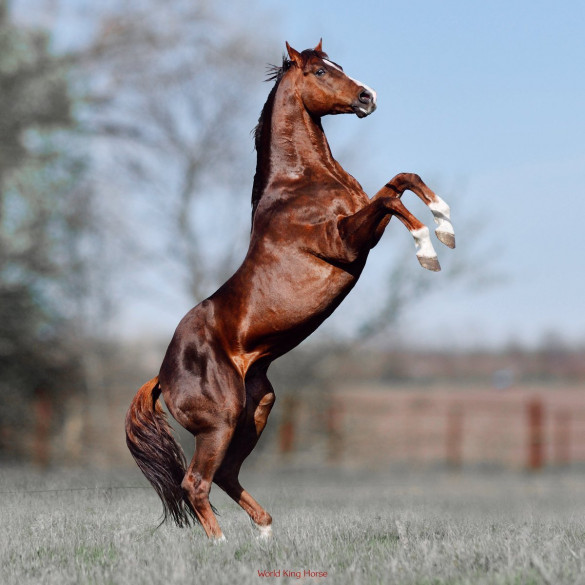 Karabakh Racehorses Best Horses Of Azerbaijan 2024   WvSQrlfjDun67zvV1677499981 780x585 